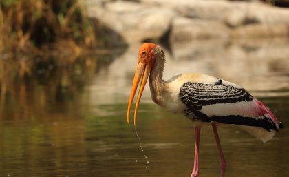 The painted stork (Mycteria leucocephala) is a large wader in the stork family, found in the wetlands of the plains of tropical Asia. Credit: Saketh Upadhya. The painted stork (Mycteria leucocephala) is a large wader in the stork family, found in the wetlands of the plains of tropical Asia. Credit: Saketh Upadhya.